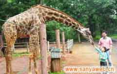 海南热带野生动植物园-长颈鹿