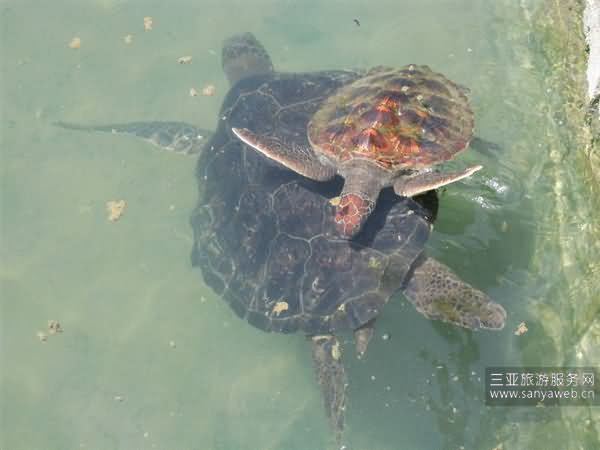 伦海海鲜_海鲜图片大全_海鲜疙瘩汤(3)