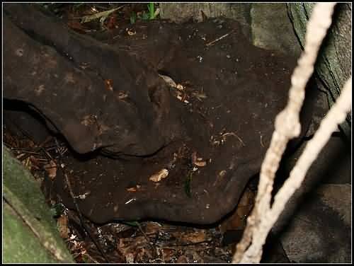 行摄三亚呀诺达热带雨林景区的花花与草草|海